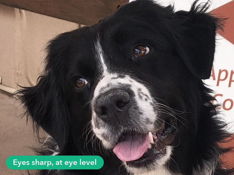 Pet photo tip: take the photo at eye level with both eyes sharp