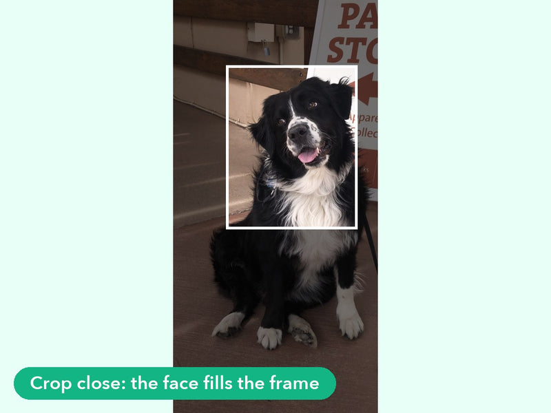 Pet photo tip: crop close so the face fills the frame