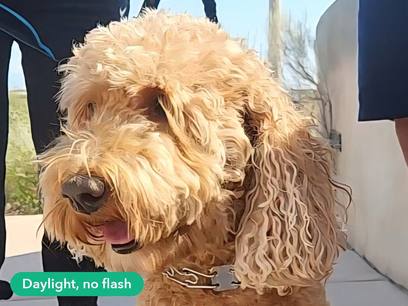 Pet photo tip: use daylight or open shade, no flash
